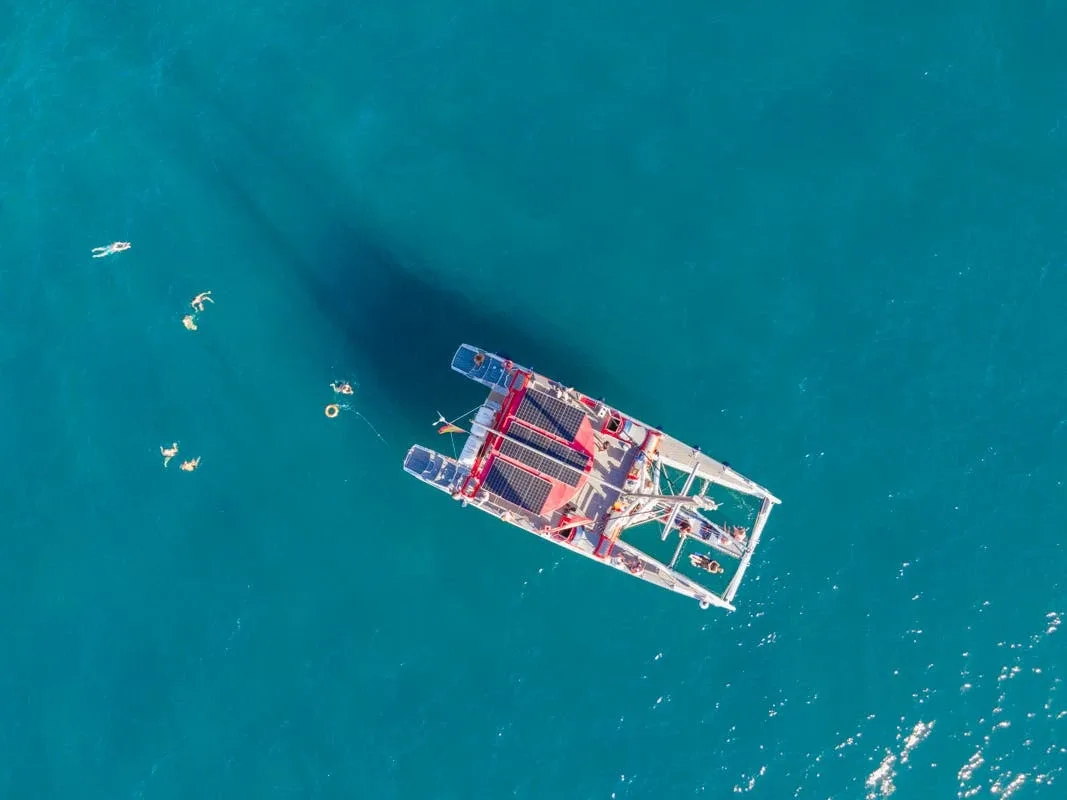 Tenerife: Paseo de 3 horas en catamarán sostenible para observar ballenas y delfines