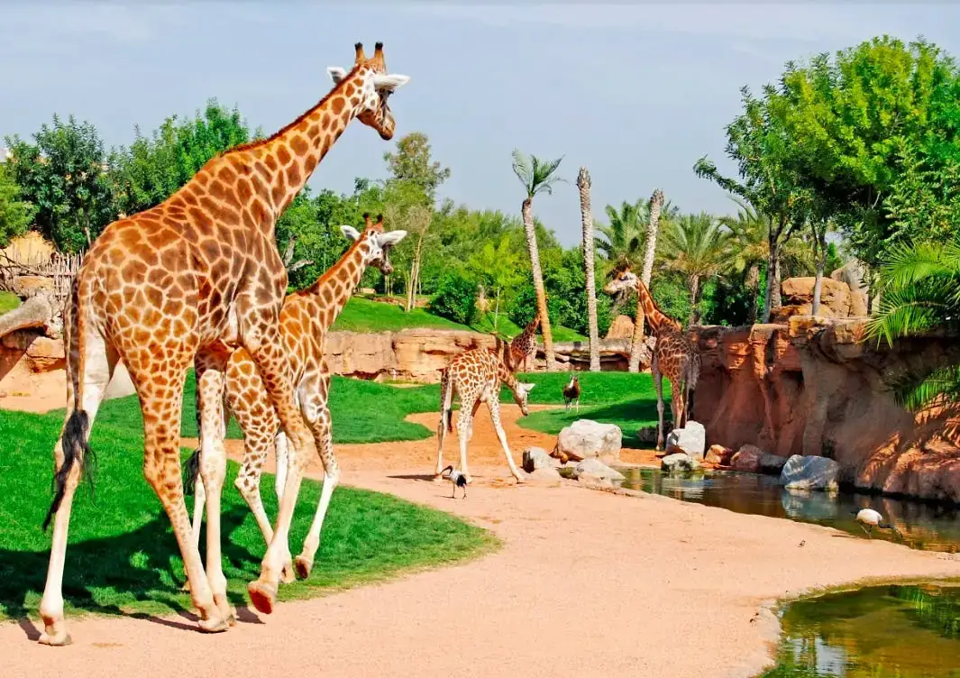 Bioparc Valencia: Acceso rápido a la entrada