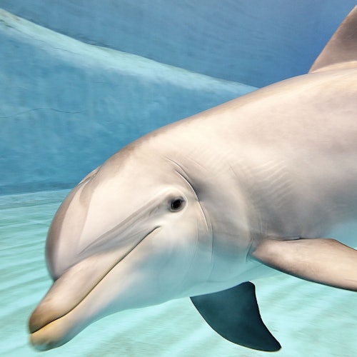 Oceanogràfic y Museo de las Ciencias: Entrada