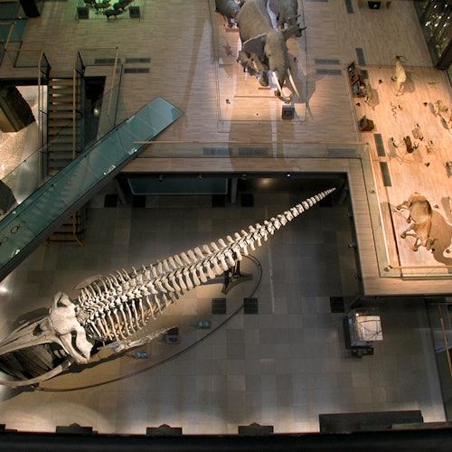 Gran Galería de la Evolución: Entrada sin colas